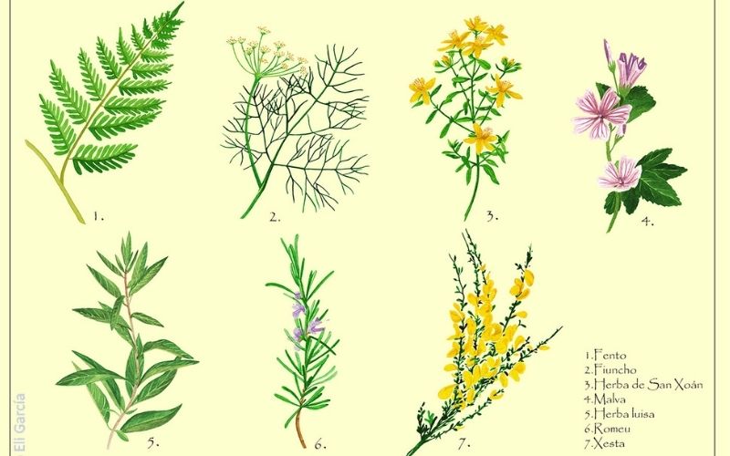 desenho de sete plantas medicinais