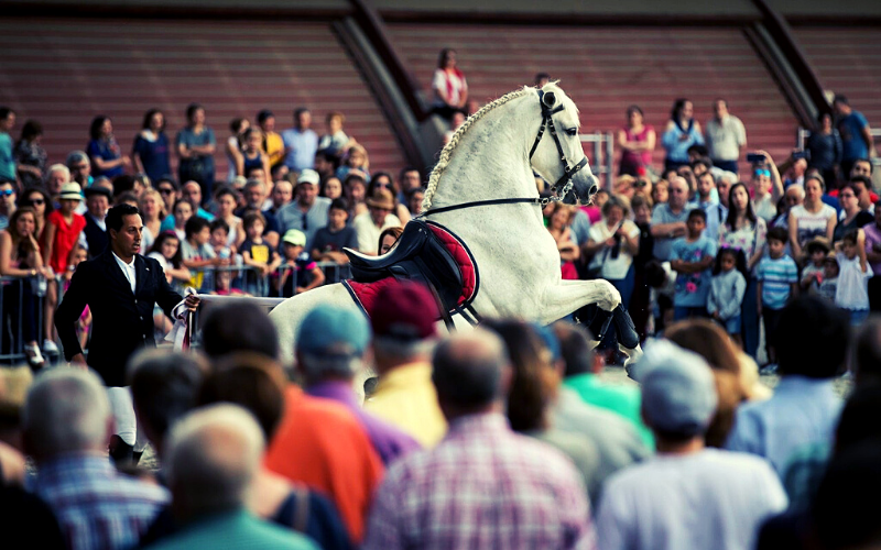 cavalo branco fazendo apresentação em recinto com plateia