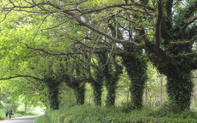 antigas árvores com folhagens verdes, enfileiradas à beira de um caminho