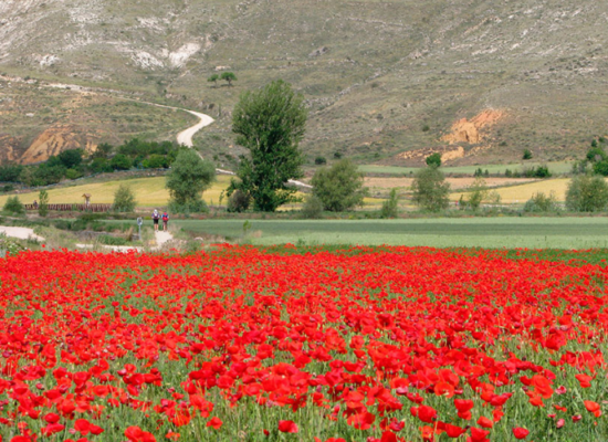 paisagem rural cortada por um caminho e coberta de flores vermelhas
