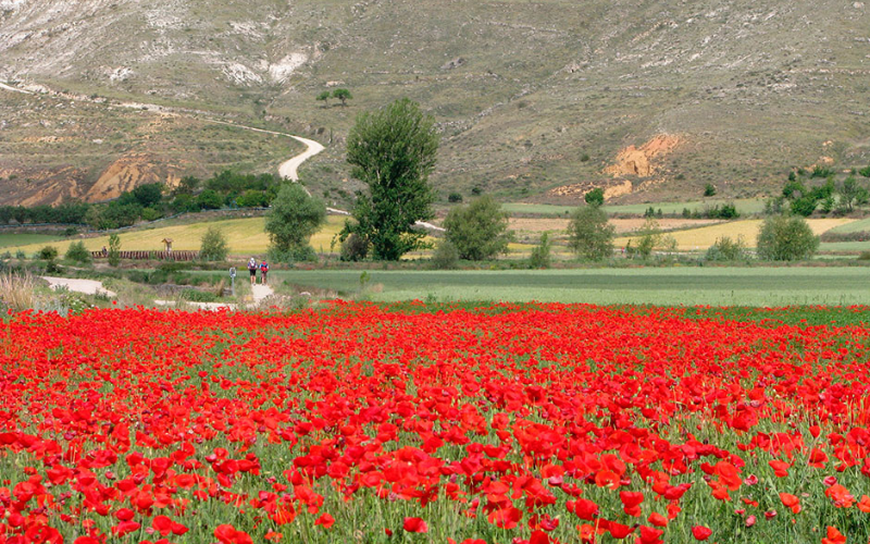 paisagem rural cortada por um caminho e coberta de flores vermelhas